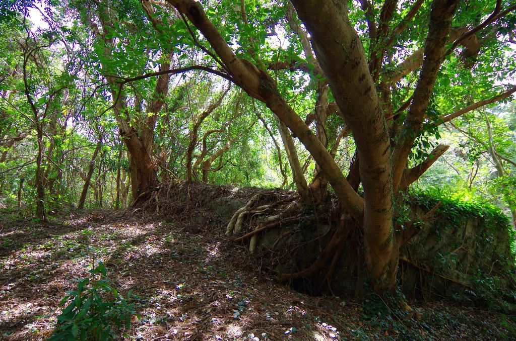 Cottage Views Yakushima  Εξωτερικό φωτογραφία